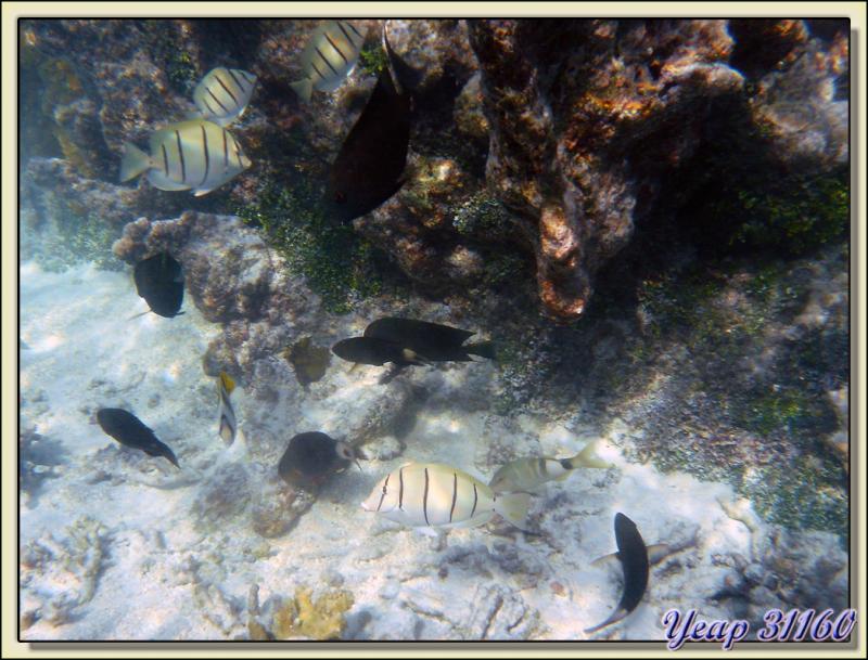 Poisson-chirurgien bagnard (Acanthurus triostegus) - Atoll Fakarava - Tuamotu - Polynésie française