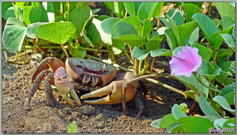 Départ pour une marche dans la forêt, impénétrable hors sentier, vers la Pointe Ramasse-tout et la plage d'Anse Cimetière - Ile Silhouette - Seychelles