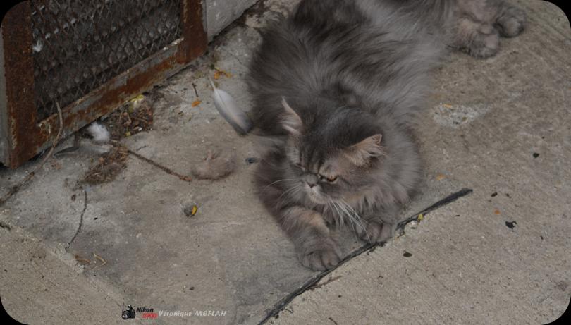 Les chats de ma voisine et poèmes