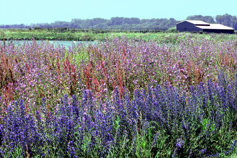 Vipérines et mauves - Les Portes-en-Ré - Ile de Ré - 17