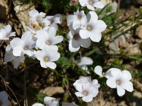 Fleurs du Champsaur (2)