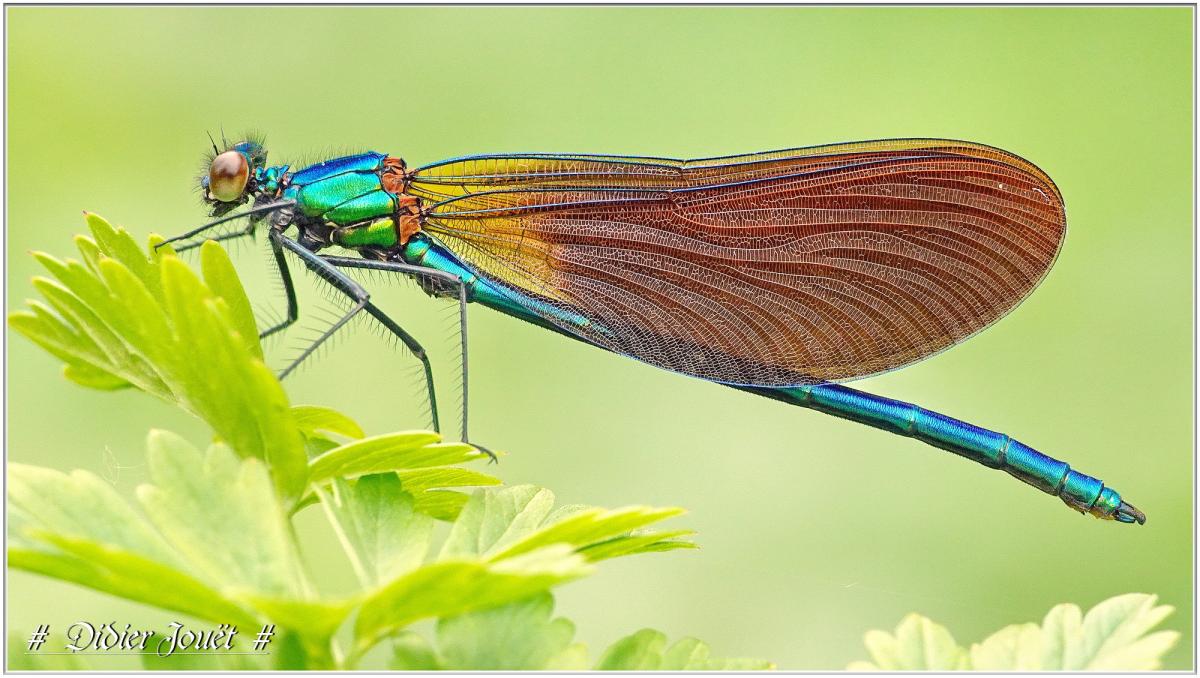 Sorties Nature