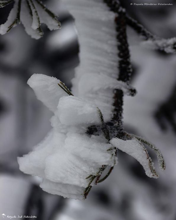 La neige au Mont-Aigoual