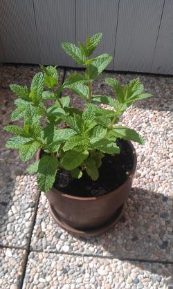 Menthe en pot