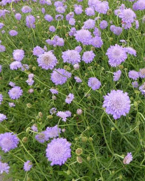 Fleurs cultivées : Scabieuse