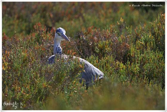 Héron cendré - Ardea cinerea - Grey Heron