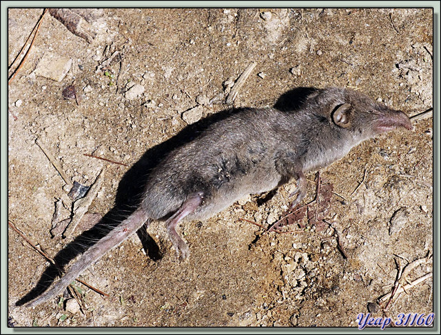 Blog de images-du-pays-des-ours : Images du Pays des Ours (et d'ailleurs ...), Traversée des collines entre Nagarkot et Katmandou: malheureuse musaraigne morte - Népal