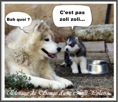 Portée de Lakmé (17 août 2023)