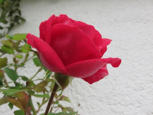 Au jardin