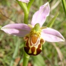 Index illustré orchidées