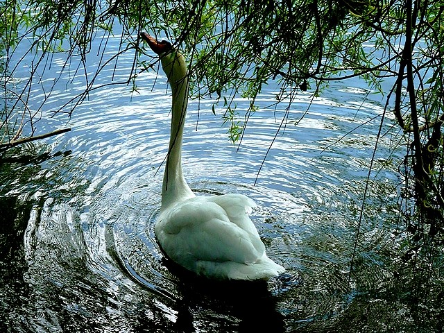 Cygne sur la Moselle 3 Marc de Metz 26 04 2013