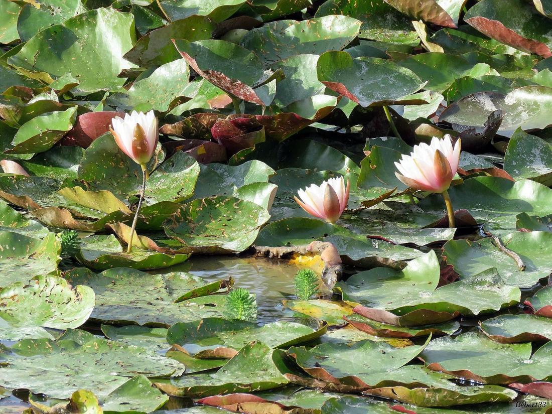 Aigrefeuille d'Aunis