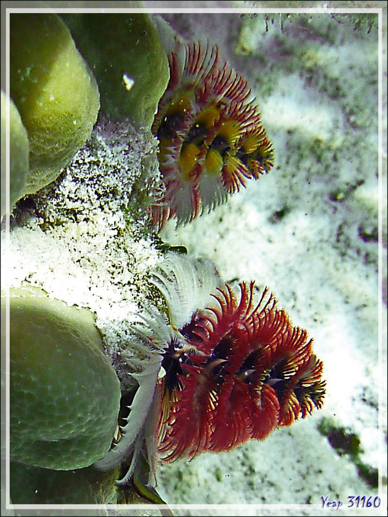 Spirobranche "arbre de Noël", Christmas tree worm (Spirobranchus giganteus) - Maupiti - Polynésie française