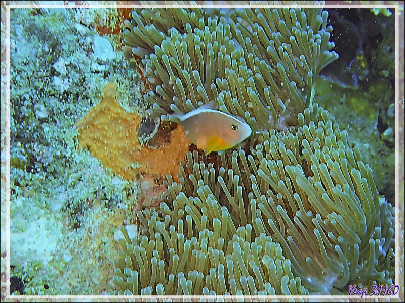 02/11/19 : Plongée au 4ème Frère (Antsoha) - Anémone magnifique (Heteractis magnifica) et Poisson-clown mouffette, Nosetripe clownfish (Amphiprion akallopisos) - Tsarabanjina - Mitsio - Madagascar