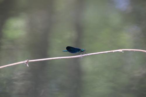 en balade au bord de l'Essonne