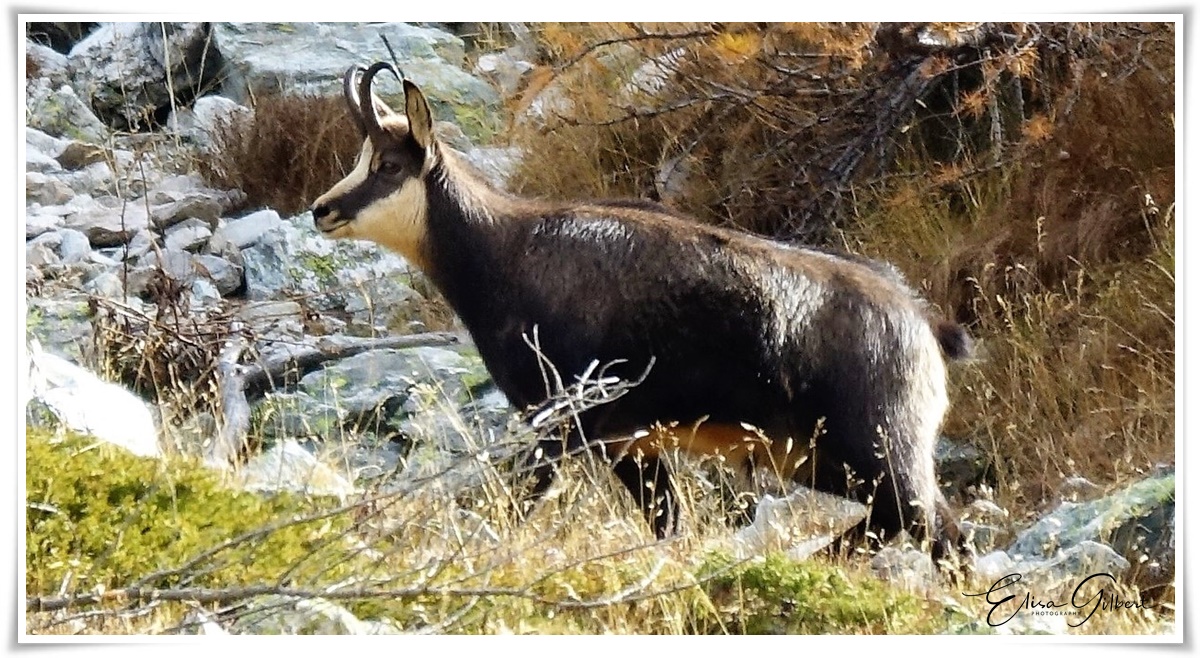 Arrivée au Mont Pelat
