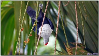 11/12/2021 : une belle journée commence avec le soleil. Départ en balade en passant par la route qui traverse la Vallée de Mai - Praslin - Seychelles 