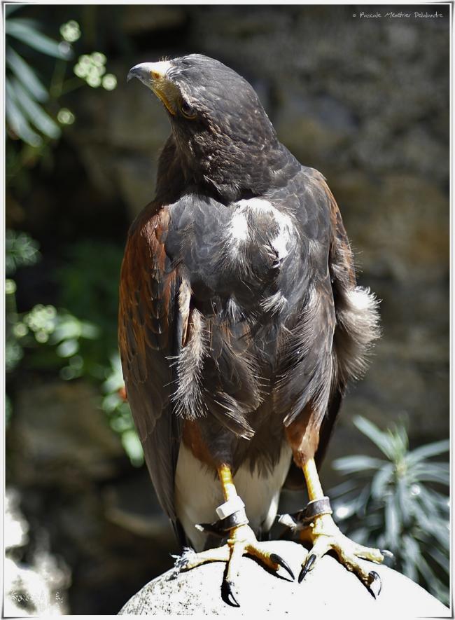 Buse de Harris - Parabuteo unicinctus - Harris's Hawk