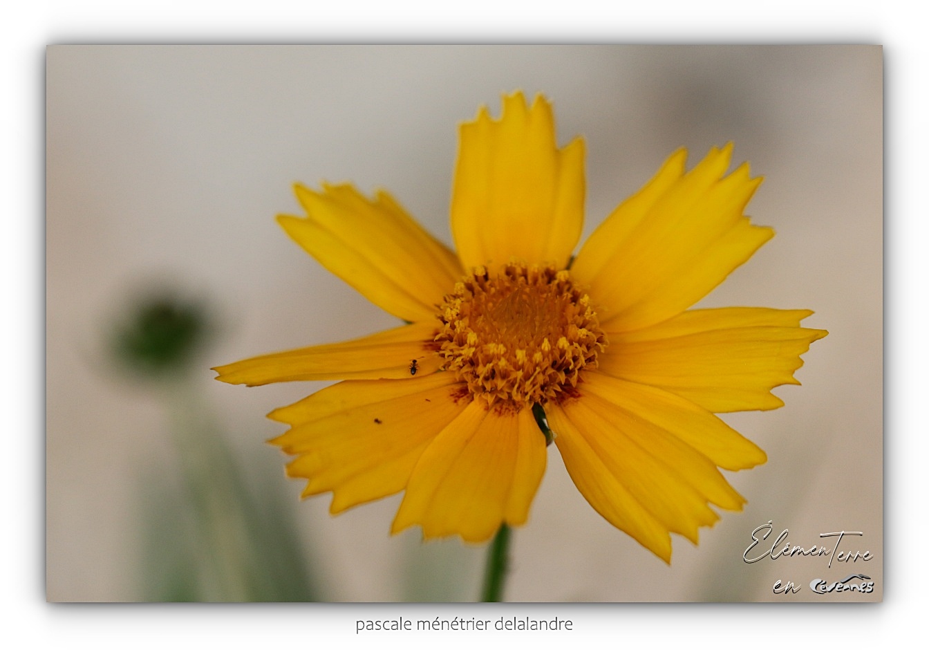 Coreopsis