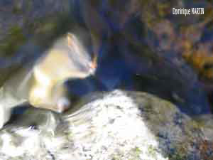 La souris qui mange LES EMANANTS ANIMAUX 2