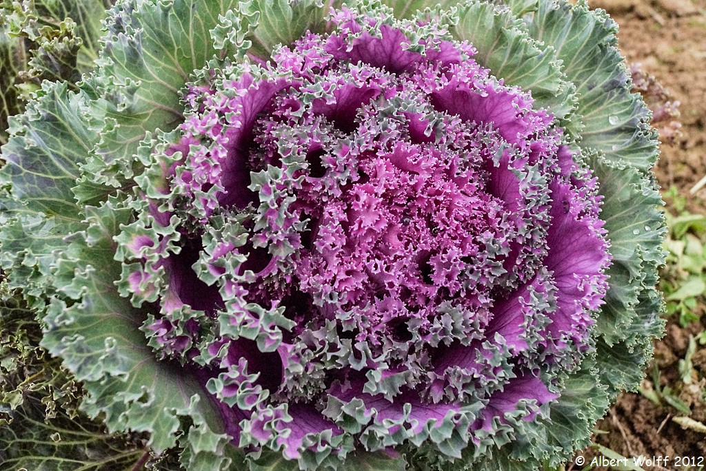 Un jardin extraordinaire (Part 2 et fin)