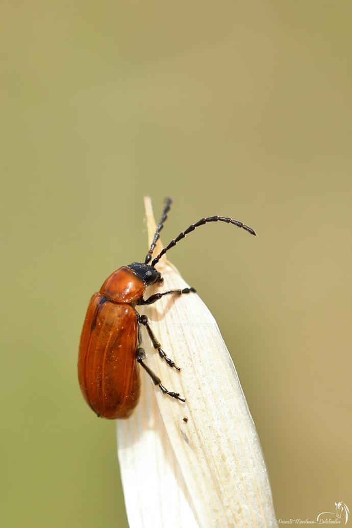 Lupérus portugais - Exosoma lusitanicum