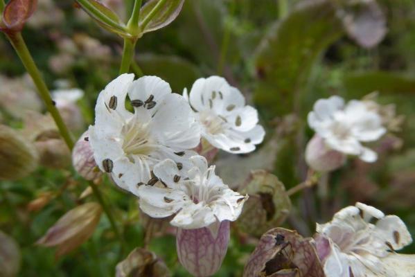 Des photos d'Anne.L : Fleurs et Fruits