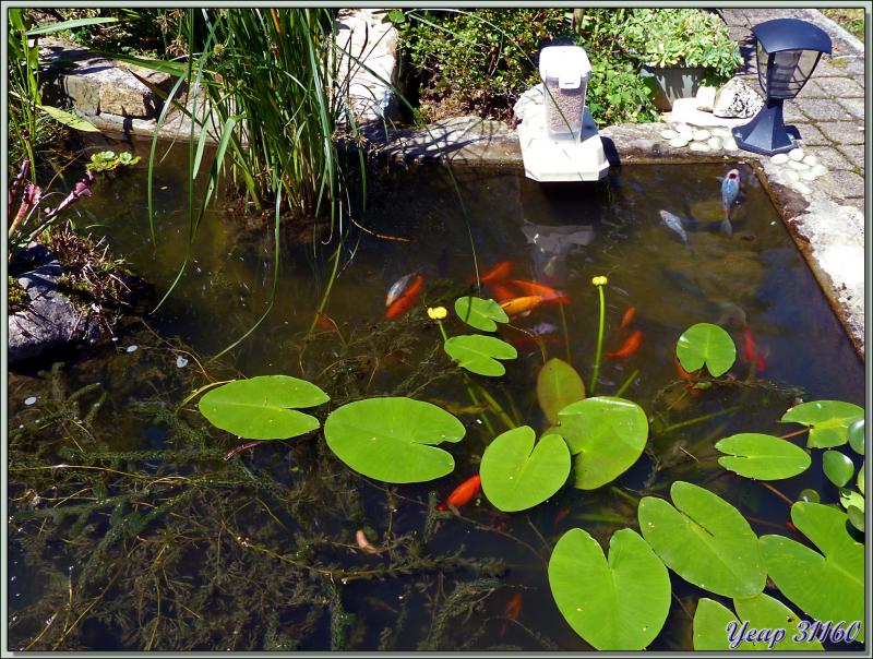 Une partie de la grande famille de mes poissons - Lartigau - Milhas - 31
