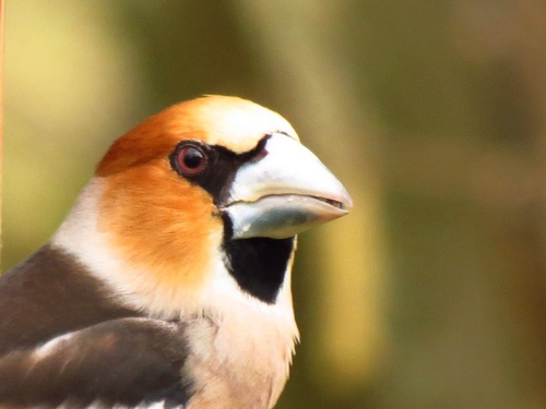 Oiseaux de mon jardin...