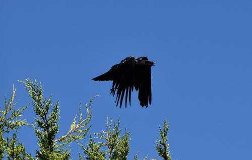 ... corbeau... freux...?