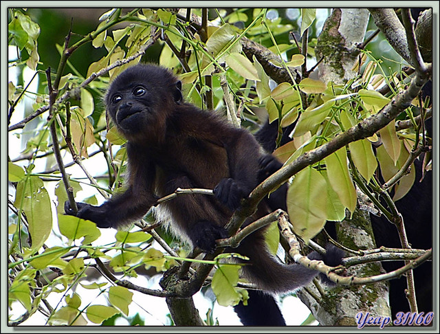 Blog de images-du-pays-des-ours : Images du Pays des Ours (et d'ailleurs ...), Singe Hurleur: moi comme un grand - Parc National de Cahuita - Puerto Viejo de Talamanca, Costa Rica