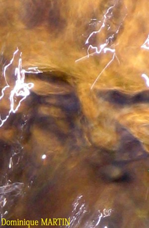 LES EMANANTS ANIMAUX 2