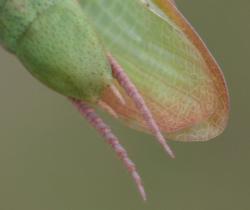 Mante religieuse forme verte mature - Mantis religiosa