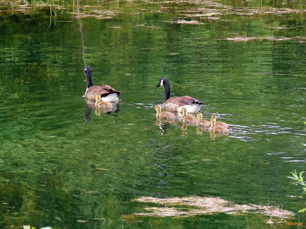 le parc de Pombonne à Bergerac - 3