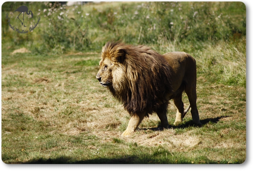 Lion (Panthera léo - Le parc au Félins - Nesles)
