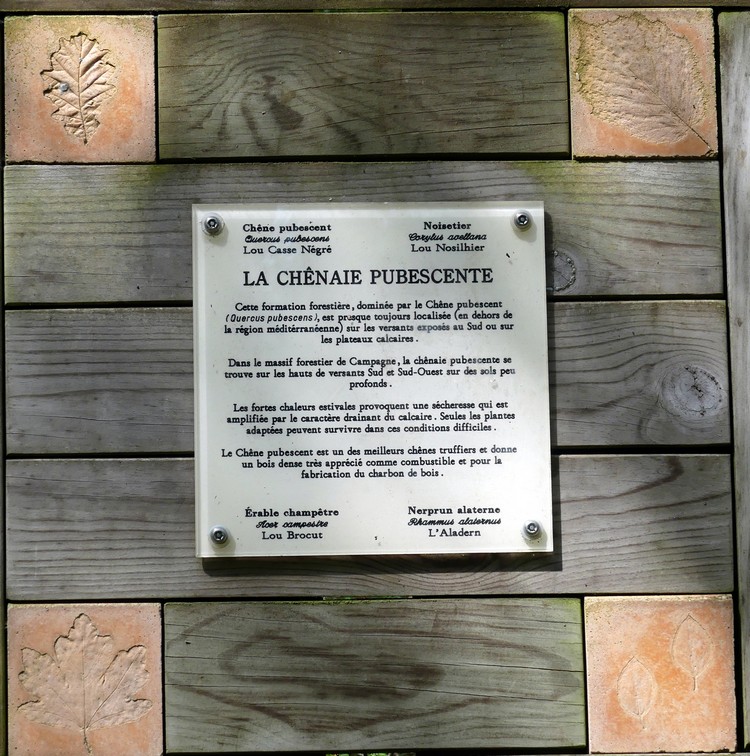 Les chênes pubescents