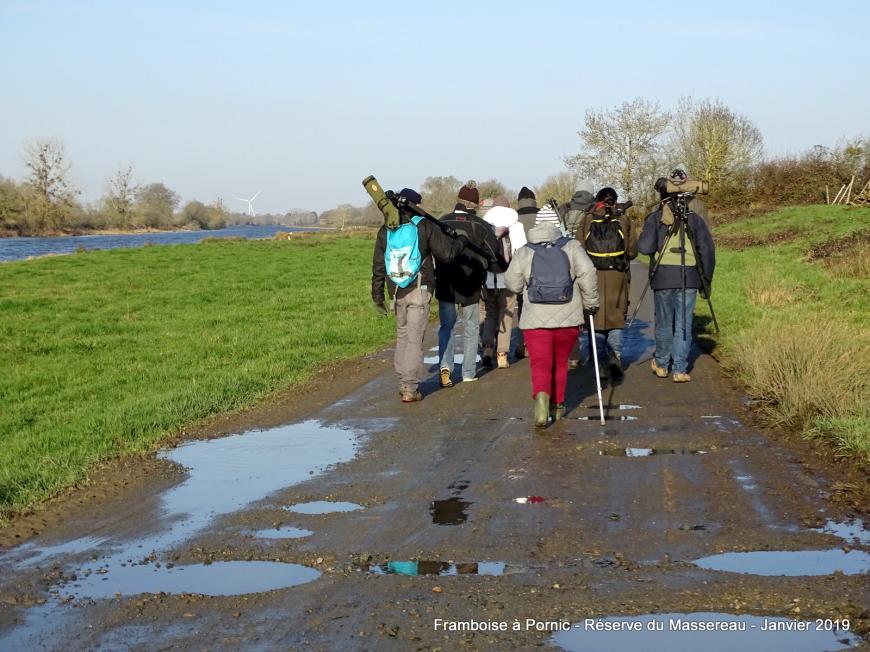 Oiseaux de la réserve du Massereau - Migron  - 2019 