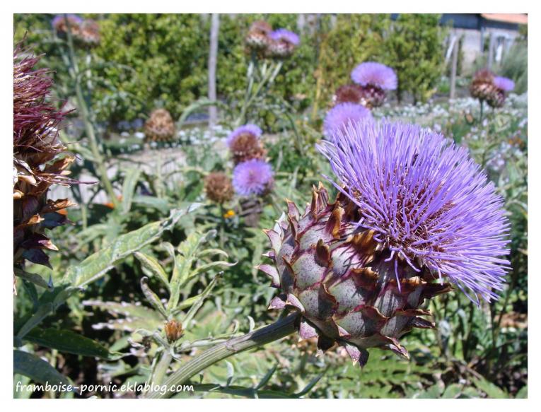 Fleur d'artichaut
