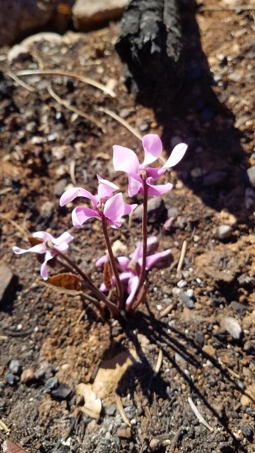 La flamme de l'espoir