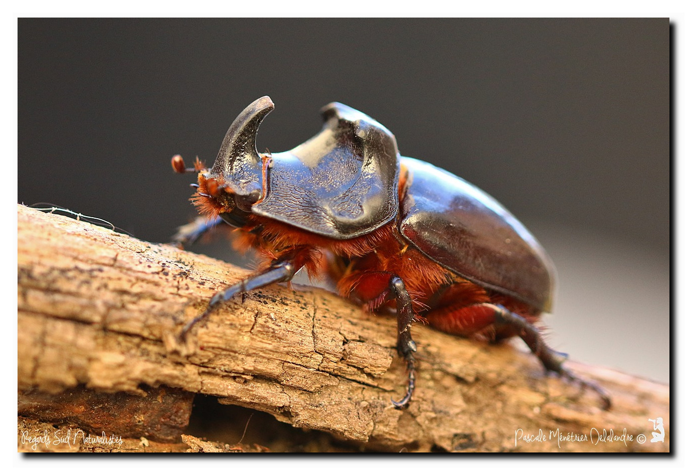 Oryctes nasicornis ♂ (Rhinocéros major)