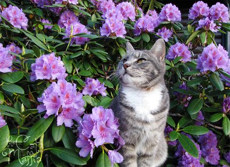 Chatons dans les fleurs