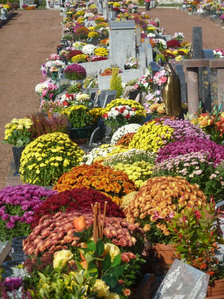 chrysanthème 