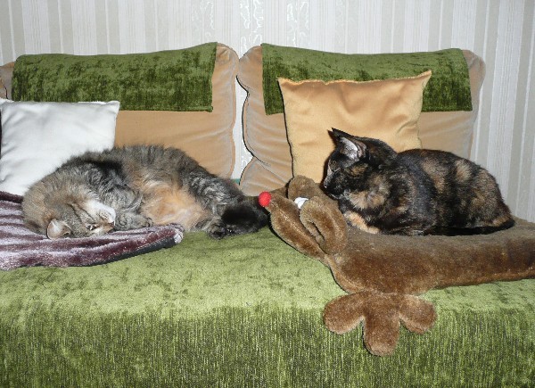 chat-souris-et-couverture.JPG