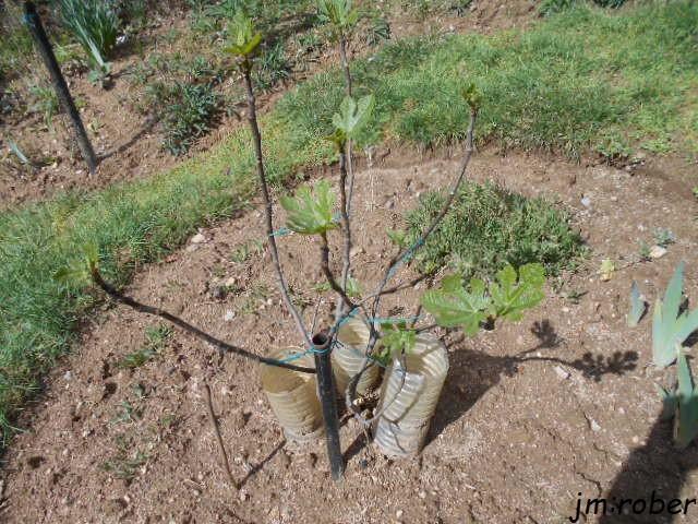 Jardin d'ornement que faire en Avril ?