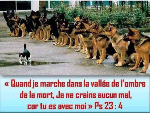 Les psaumes : prières de conflits - InterBible