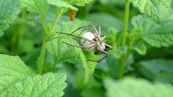 L'araignée mal aimée