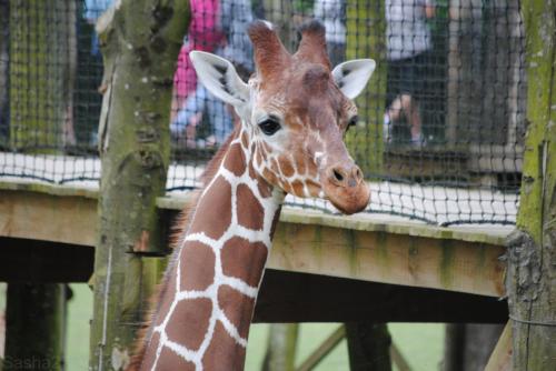 (4) La girafe.