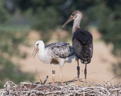 Poussins entre une cigogne blanche et une cigogne noire