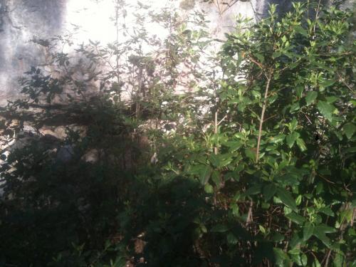 Baignoire naturelle sous roche Montaiguet