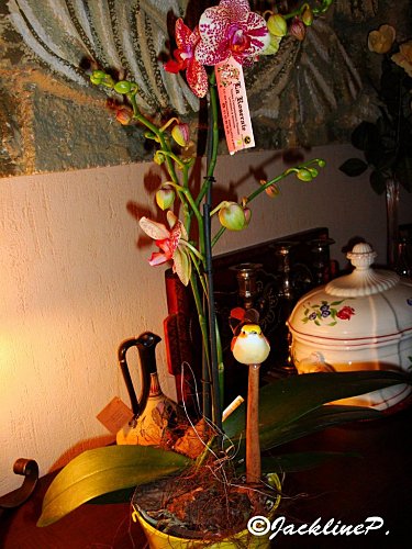Dsc06846.marqjpg